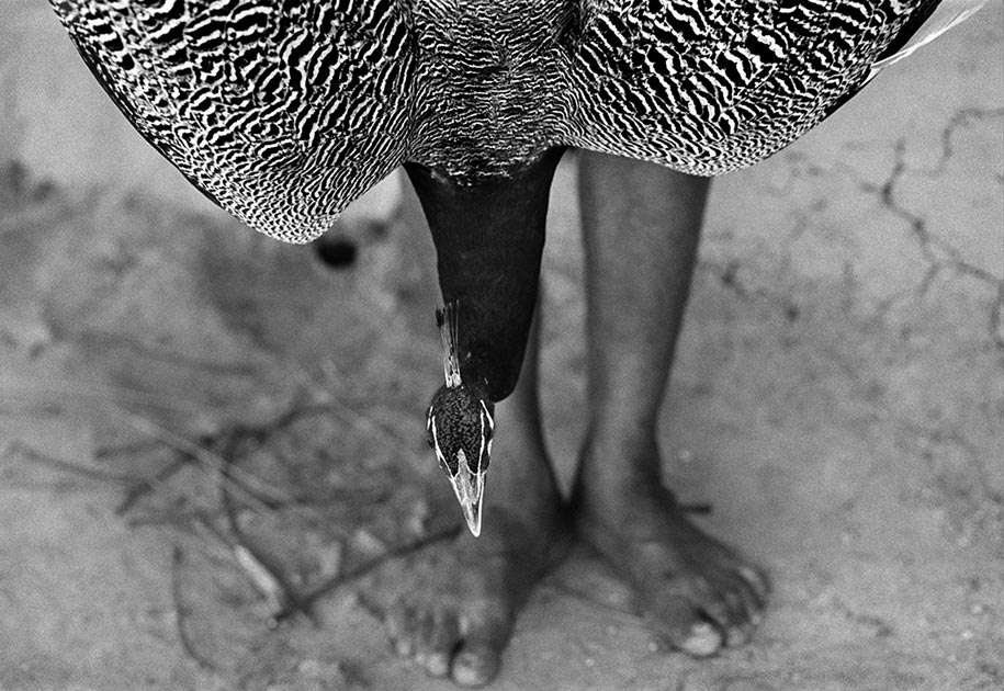 10_peacock.legs.bastar.india.blackandwhite.jpg